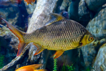 Multi-colored fish in the aquarium at the Sochi Aquarium. Tourist places of Sochi.