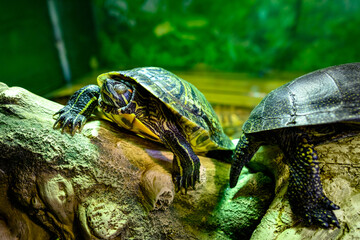 Sad red-eared turtles in the zoo's aviary.