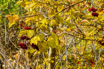 Red viburnum berries on the branches of a tree in autumn