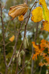 Hazel catkins in spring . the hazelnut blossoms hang from a hazelnut bush as harbingers of spring . hazelnut earrings on a tree against a blue autumn sky . Green male flowers of a common hazel