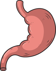 Estomago organo del cuerpo humano ilustracion vectorial.