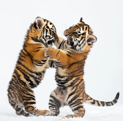 Two little tigers playing