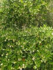 plantas con flores pequeñas, hierba enredadera de la naturaleza en verano