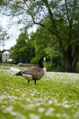 The Canada goose, cackling goose on a beautiful spring green grass field full of fowers in the park lake in Dusseldorf, Germany