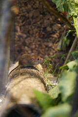 Beautiful field mouse with large cute eyes sitting on a branch brown and green surroundings	