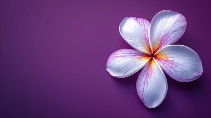 Obraz premium Beautiful white and pink Frangipani flower on a purple background. Concept of spa, wellness, beauty, nature, and tranquility.