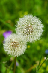 Two dandelions on a meadow in Austria.