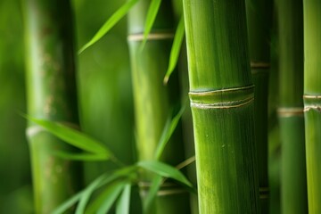Obraz premium Close up of vivid green bamboo stalks growing straight and tall