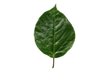 Monestera leaves isolated on transparent background