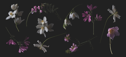 set / collection of pink and white garden flowers and wildflowers isolated over a dark background, painterly lit floral design elements for arrangements, frames, borders, wreaths or patterns