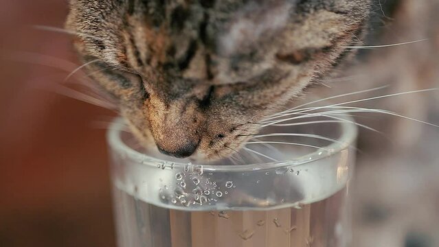 closeup footage of cute brown tabby cat drinking water from glass