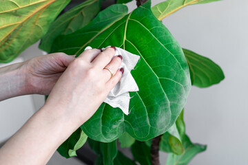 A young housewife takes care of her favourite plant Fiddle-leaf fig	