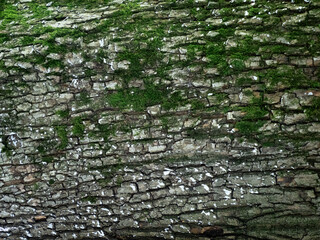 gros plan texture écorce d'arbre avec mousse verte, tâches blanches et nervures