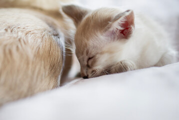 Schlafendes Balinesen Kätzchen