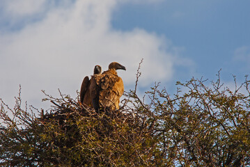 Breeding White-backed Vulture Gyps africanus 4587