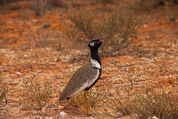 Northern Black Korhaan Eupodotis afraoides 4549