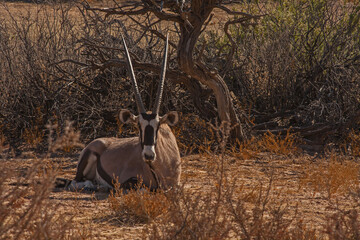 Resting Oryx Oryx gazella 4739