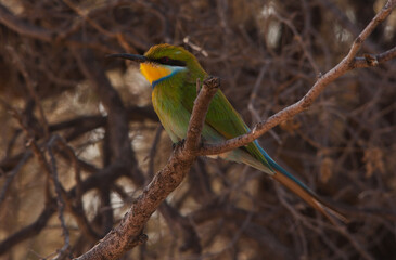 Swallow-tailed Bee-eater Merops hirundineus 4561