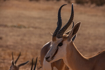 Springbok Antidorcas marsupialis 4744