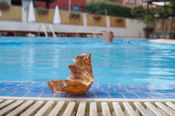 A dry maple leaf in the hotel pool, closing the summer season.