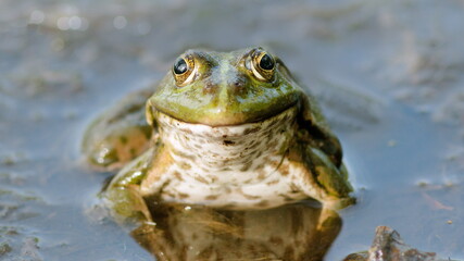 frog in the water