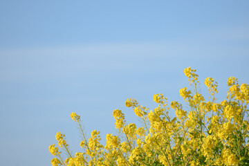 菜の花と空