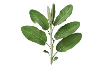 Sage leaves isolated on transparent background