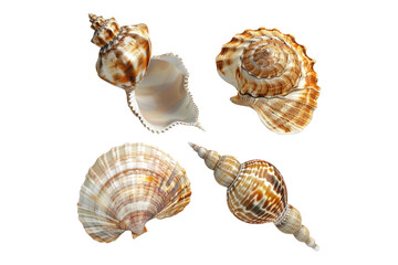 Seashells isolated on white background