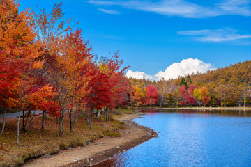 女神湖 秋の紅葉の湖畔（日本長野県立科町）