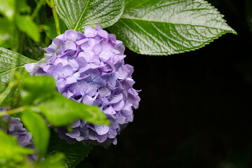 薄紫の上品な紫陽花