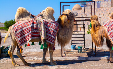 Bactrian camels against the background of the Mausoleum of Khoja Ahmed Yasawi in Turkestan. A...