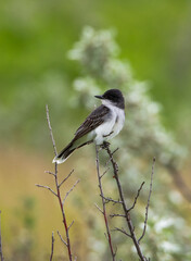 Eastern kingbird on a branch
