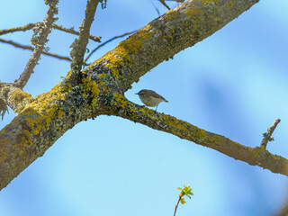Hume’s Leaf Warbler