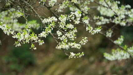 The fresh flowers blooming in the garden in spring