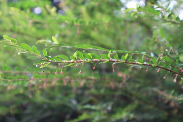 fern leaf in the forest