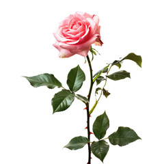 Obraz premium Beautiful single pink rose with vibrant green leaves, isolated on a light background, perfect for romantic occasions and floral designs.