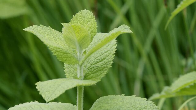 Fragrant peppermint in the garden. Fresh mint on a plantation outdoors. Peppermint is live, not cut. Vegetable garden and spices for making cocktails. Traditional medicine for colds and insomnia.