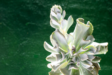 Echeveria blue swan flower. Succulent plant. Flower bud. Green aesthetic
