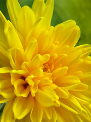 yellow chrysanthemum flower, close-up, selective focus
