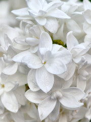 macro photo of white lilac. selective focus