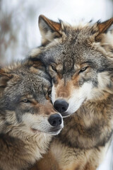 Obraz premium Wolves tender moment. Wildlife photography, nature documentaries, themes of love and companionship.