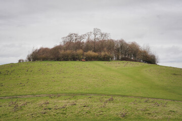Obraz premium Round Hill, the high point of Wittenham Clumps, more properly referred to as the Sinodun Hills, wooded by the oldest beech tree plantings in Britain, Oxfordshire, UK