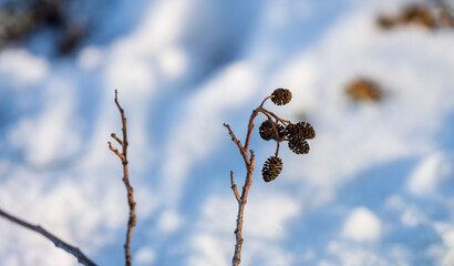Lumière de l'hiver sur les strobiles de l'Aulne glutineux