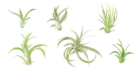おしゃれな観葉植物エアプランツ　水彩タッチイラストセット