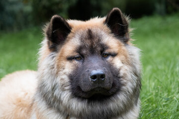 Falbenfarbener Eurasier Rüde liegt auf einer Wiese und wurde im Portrait aufgenommen.