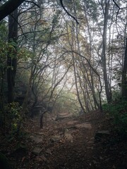 A rocky forest path during a colorful autumn, thick fog between the trees, sunlight, moody creepy horror forest view