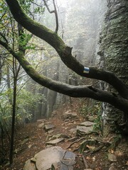 A rocky forest path during a colorful autumn, thick fog between the trees, sunlight, moody creepy horror forest view