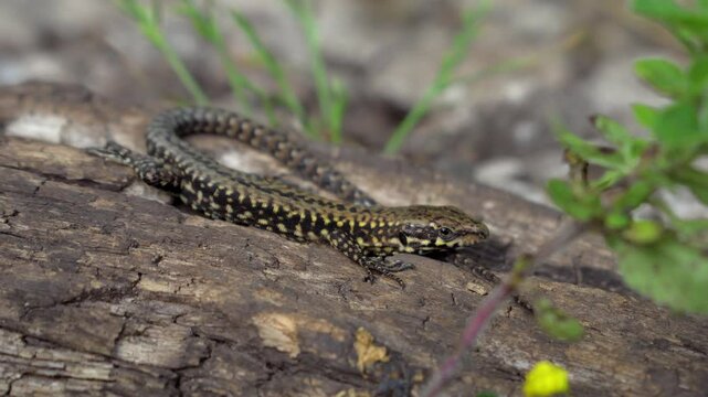 Common wall lizard on a log basking in the English sun. Podarcis Muralis species found near Bristol's suspension bridge, UK. 4K detailed close up of a reptile.