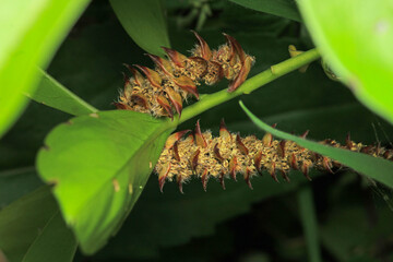 natural dried plant seed sac macro
