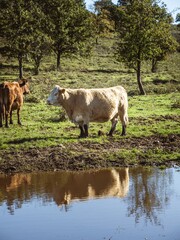 A cow standing in a grassy field next to a small lake puddle, organic animal keeping husbandry, bio milk production